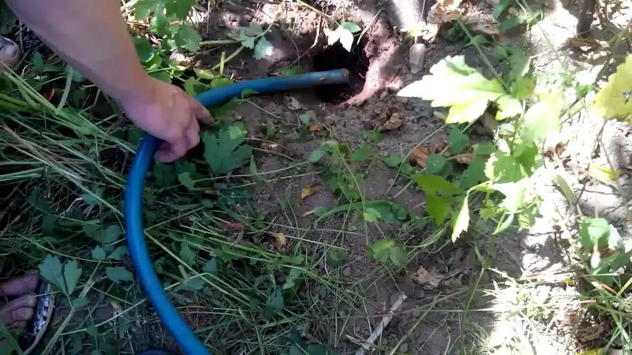 Как избавиться от мышей на участке навсегда. Крыса карбыш норы. карбыш садовый. карбыш в огороде. норы от мышей на участке.