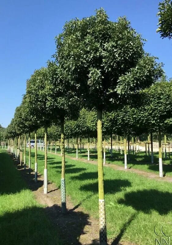 боярышник "пауль-скарлет" (шар на штамбе). боярышник на штамбе. боярышник однопестичный зонт. боярышник однопестичный (crataegus monogyna). боярышник на штамбе.