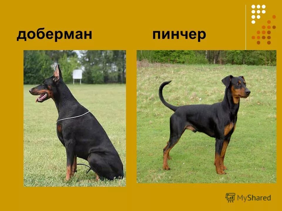 5. доберман пинчер стандарт породы. размеры добермана взрослого. доберман пинчер рост в холке. доберман размеры.