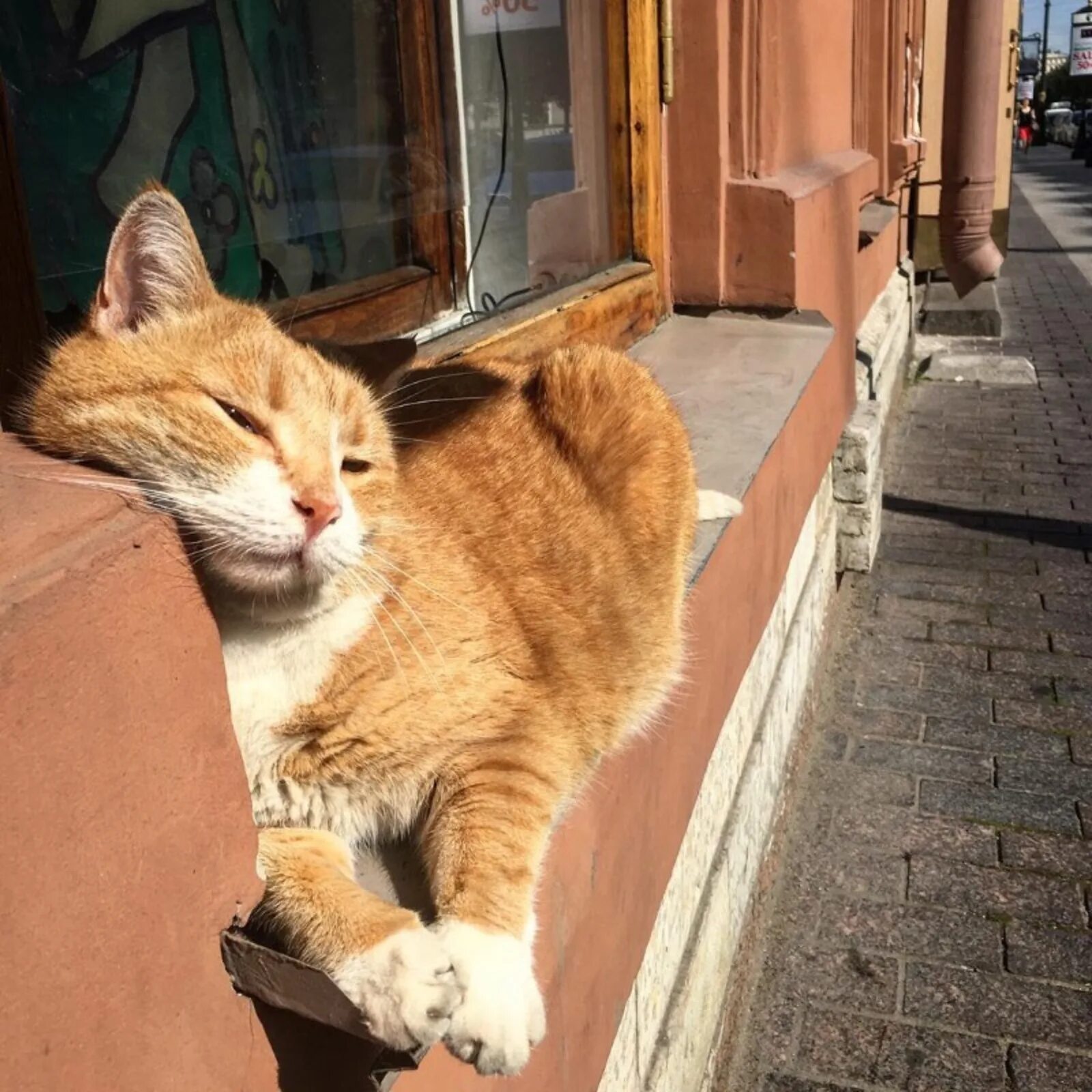 Петербург остался без. Кот Рыжик Пышкин СПБ. Рыжий кот в пышечной на Конюшенной. Кот Рыжик из пышечной в Питере. Кот Рыжик в пышечной на Конюшенной.