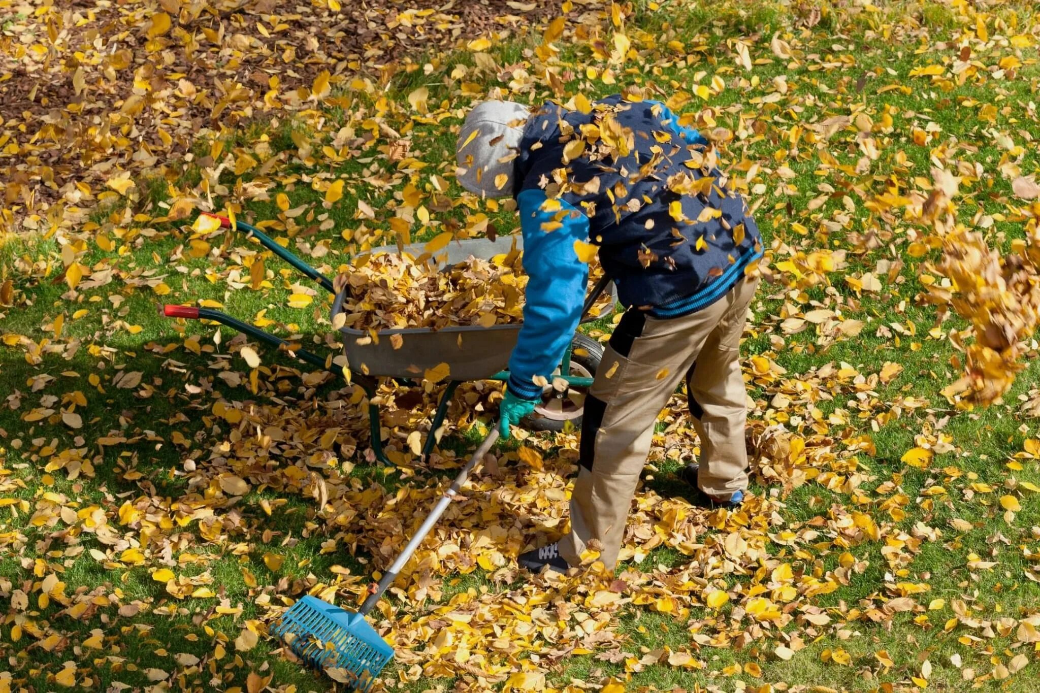 Нужно ли убирать листву. Уборка листвы. Осень уборка листьев. Сбор листвы в саду. Уборка листьев в саду.