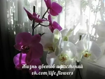 Цветение орхидеи зимой