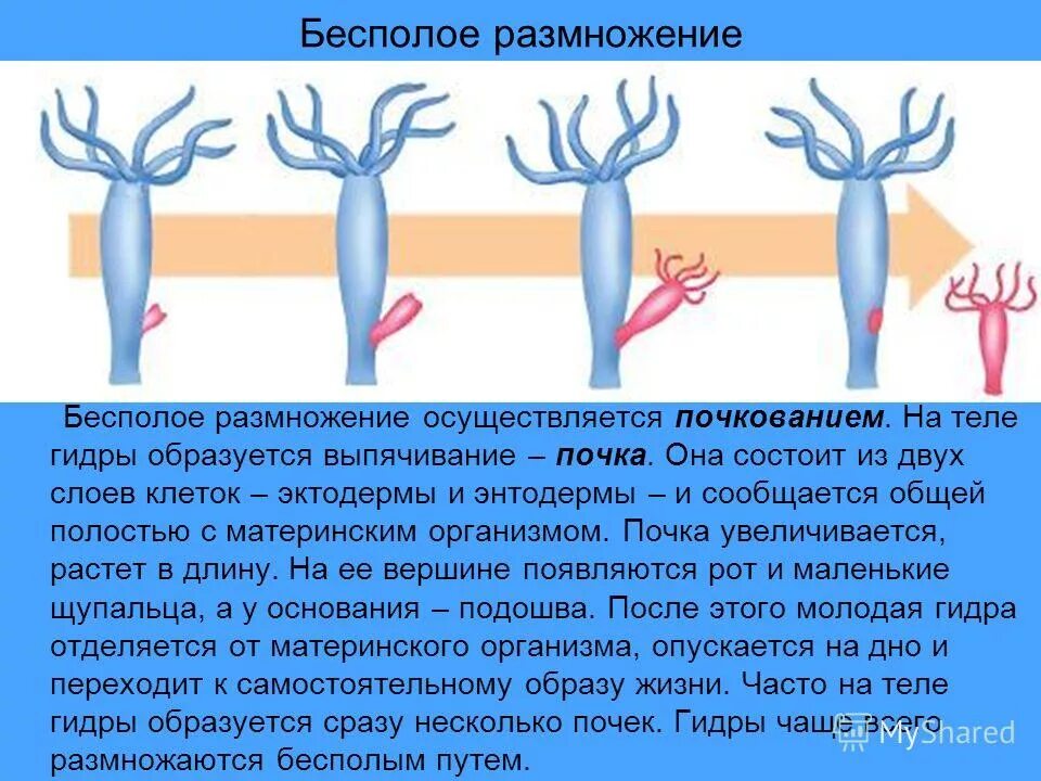 Регенерация у кишечнополостных происходит благодаря