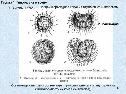 Возникновение многоклеточности