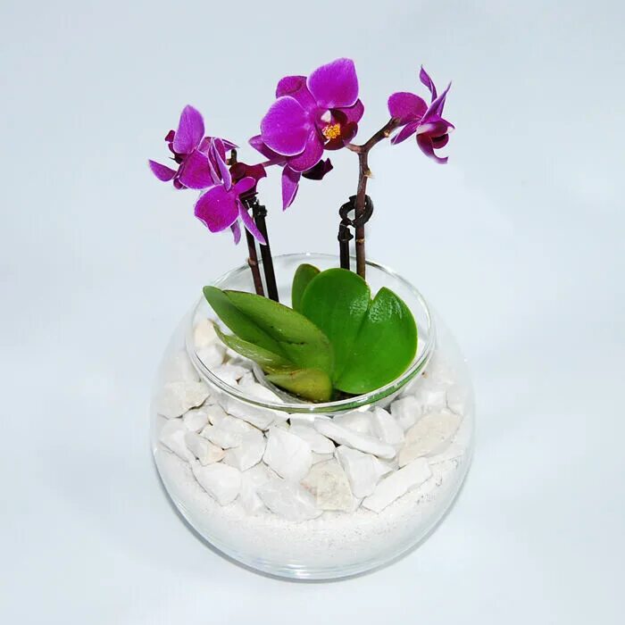 Орхидеи в горшках водой. Грунт для орхидей фаленопсис. Фаленопсис аквагрунт. Гидрогель для орхидей. Фаленопсис в пеностекле.