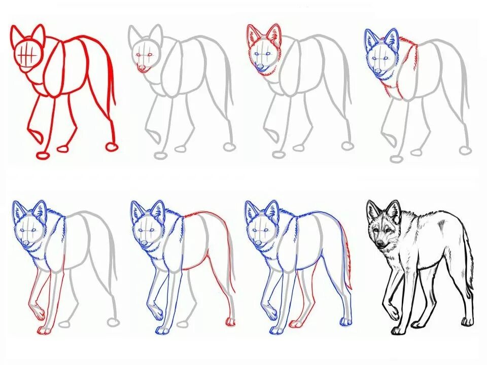 Картинки пошагово для начинающих. Как нарисовать волка Каран. Как нарисовать волка Карадас. Как нарисовать волка поэтапно. Пошаговое рисование волка.