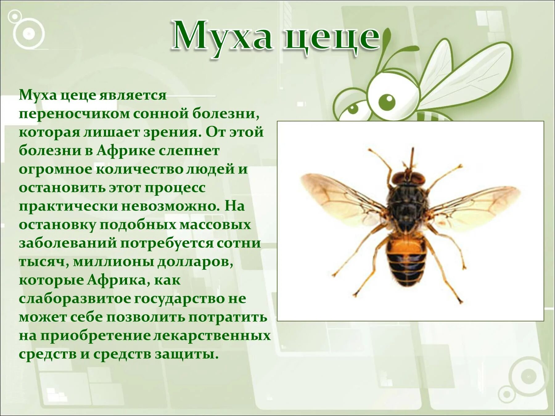 Какую опасность представляет мухи ответ