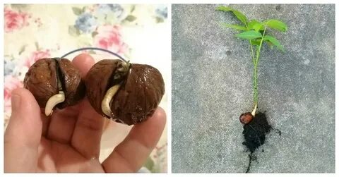 Сколько прорастает орех