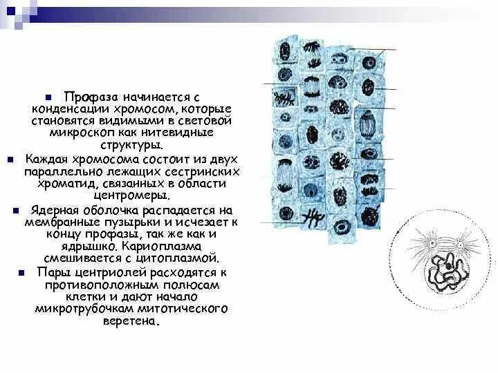 клетки коробочки мха набор хромосом