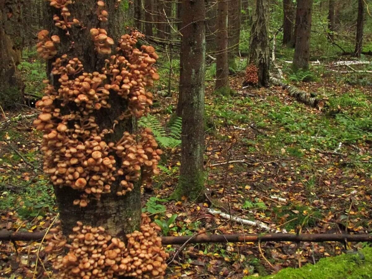 В лесу растут много деревьев. Древесные опята. пеньковые опята. грибы в лесу опята. грибы опята поляна.