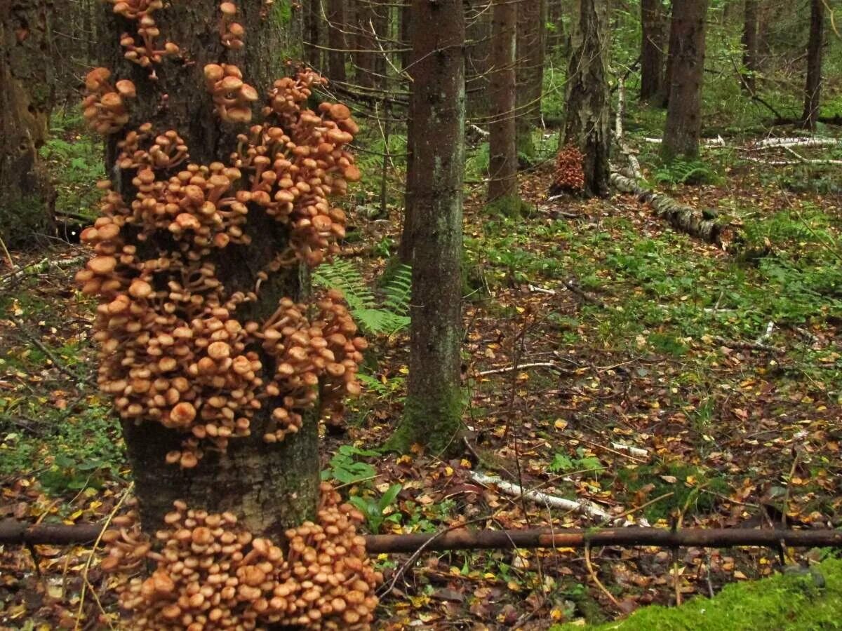 Древесные опята. Опята грибы. Пеньковые опята. Опенок Орегон. Когда растут грибы в лесу