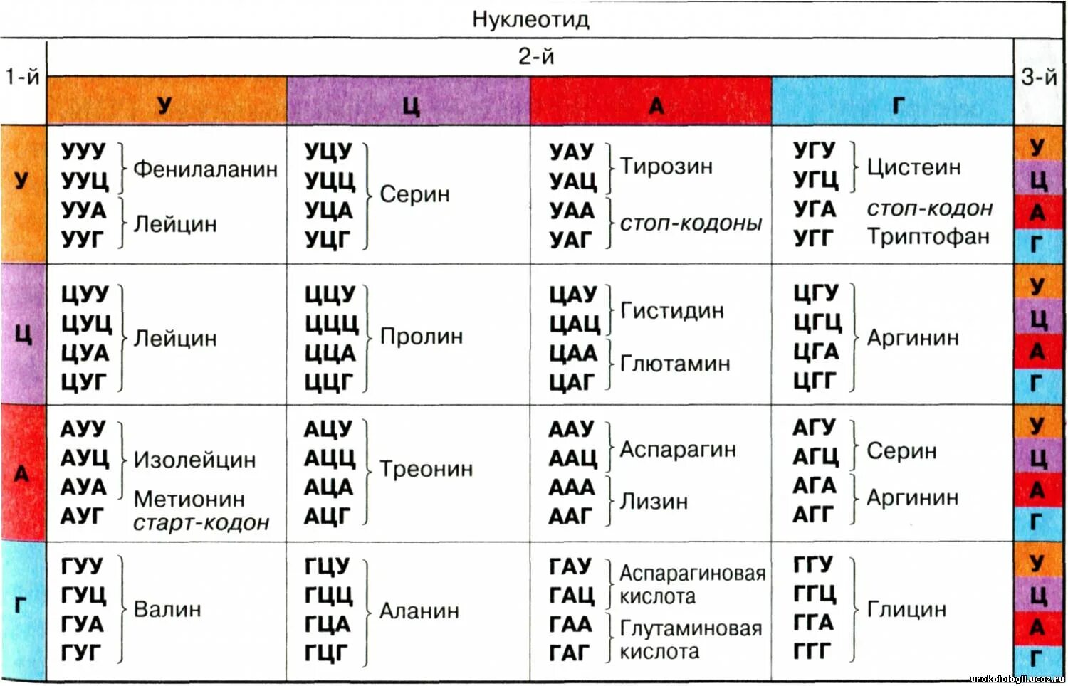 Кодирующая цепь днк имеет последовательность нуклеотидов. Генетический код и рнк таблица. генетический код днк и рнк таблица. таблица триплетов генетического кода и рнк. таблица генетического кода в триплетах ирнк.
