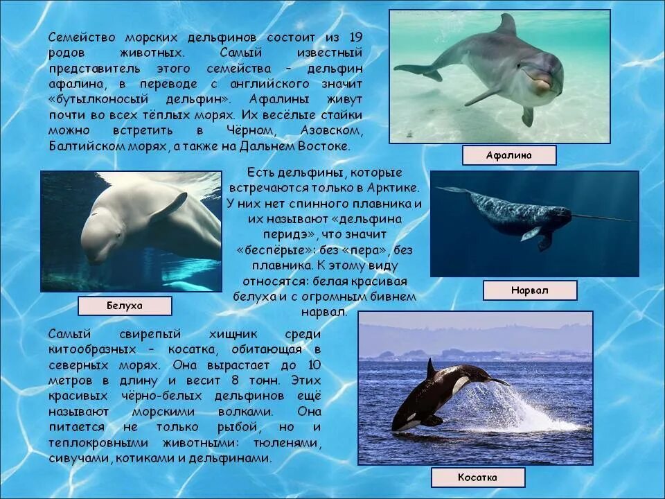 Дельфин какой класс животных. Сообщение о дельфинах. дельфин описание. дельфины доклад. доклад про дельфинов.