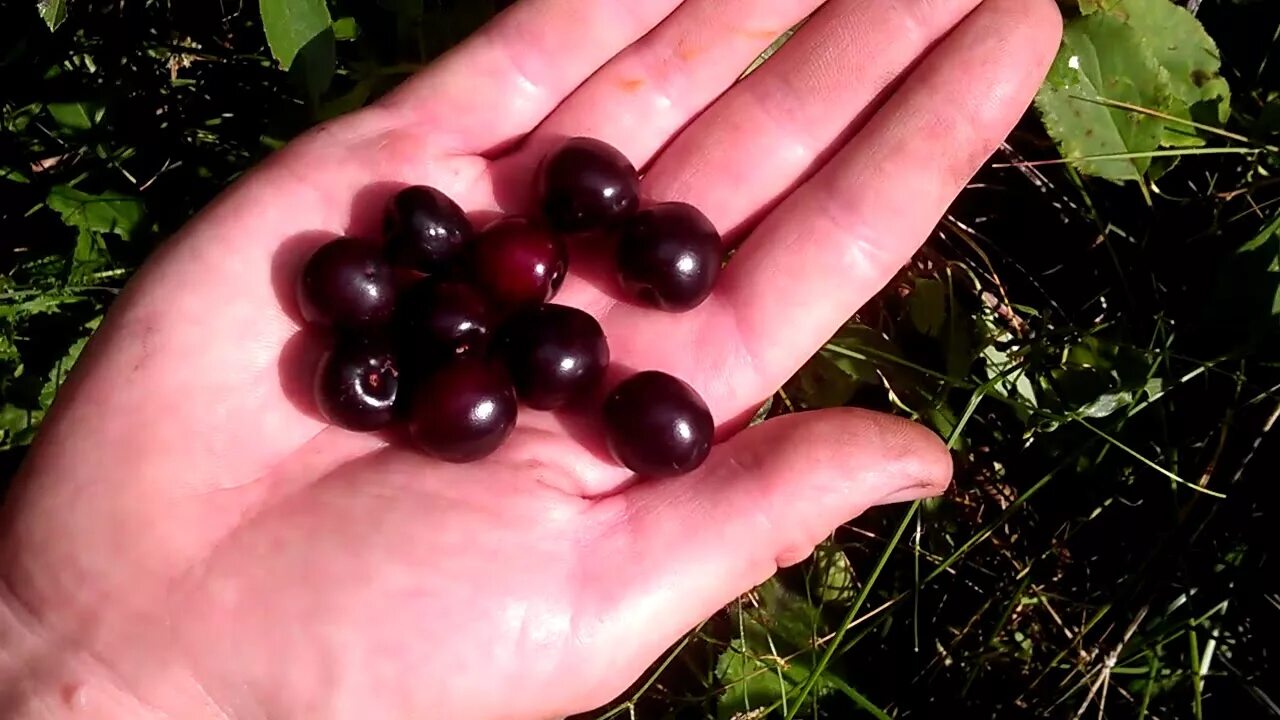 Ягода коричневого цвета. Вишня Песчаная бессея. Вишня бессея ягоды. Вишня Песчаная «бессея» зеленоплодная. Саженцы вишни бессея.