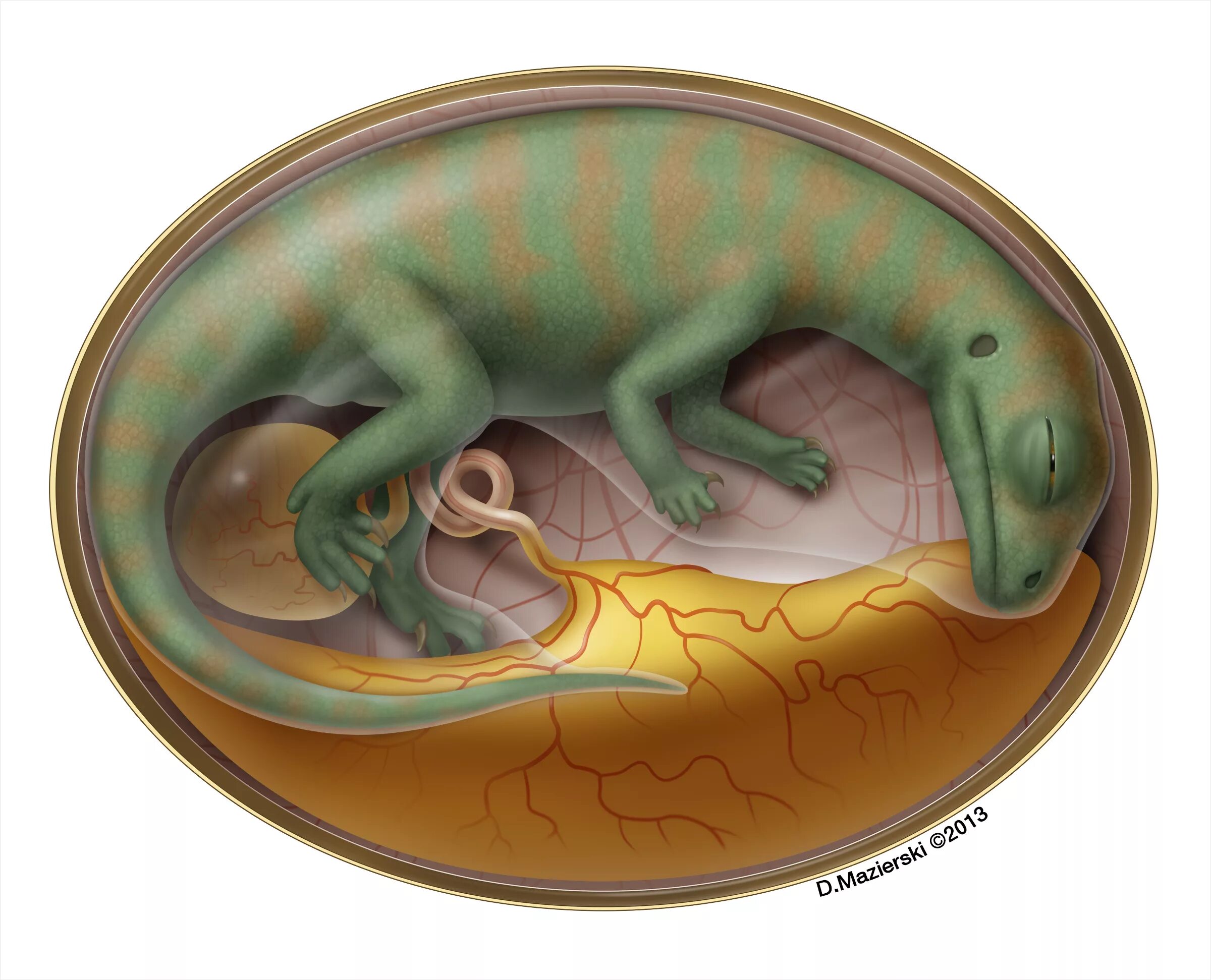 Яйца пресмыкающихся содержат. Амниотическое яйцо рептилий. Яйцо динозавра с эмбрионом. Динозавр с яйцом.