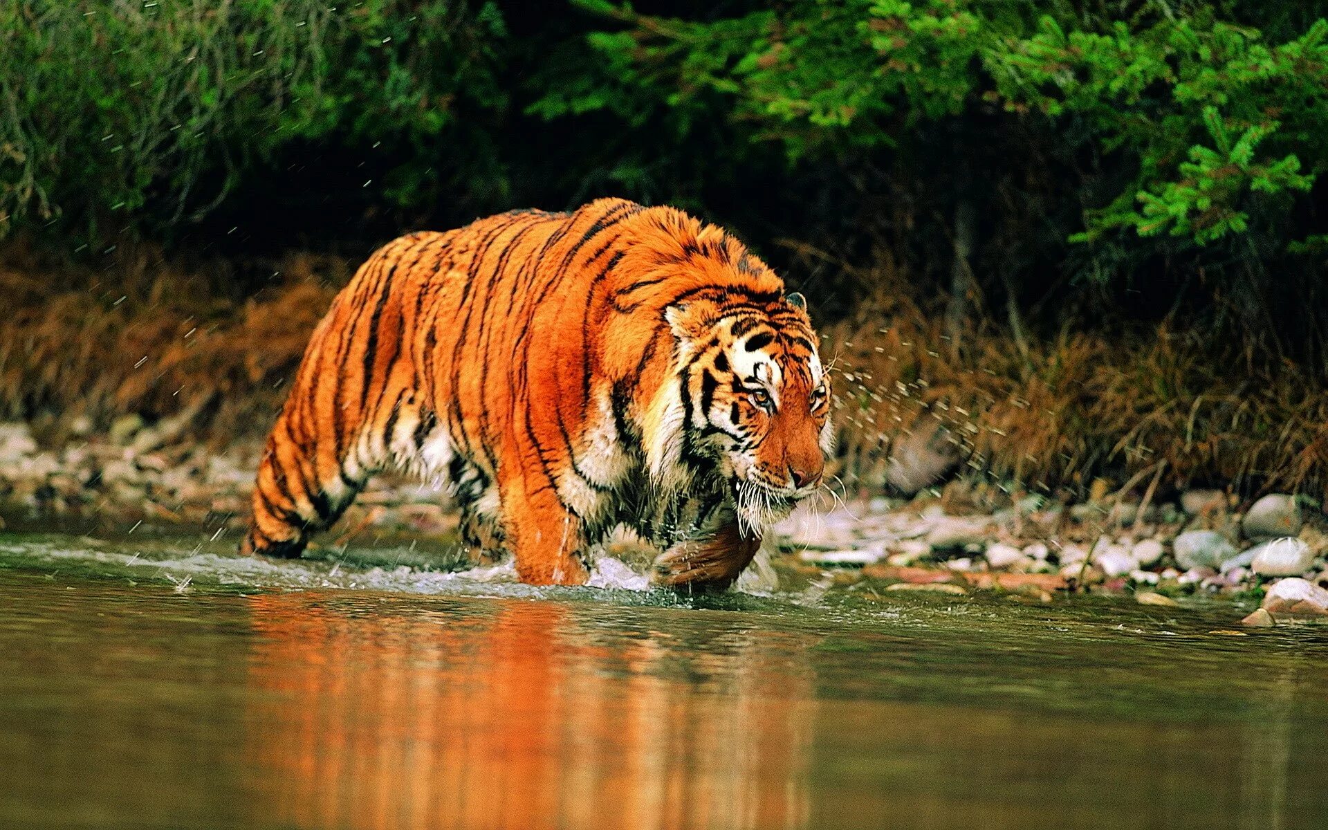 Ютуб дикий животный. Тайгер тигр. Суматранский тигр и Амурский тигр. Амурский тигр и бенгальский тигр. Амурский тигр на реке Амур.