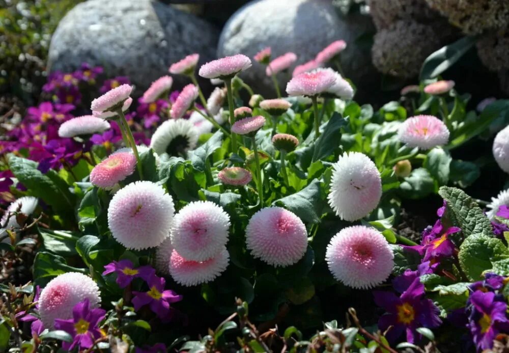 Маргаритка помпонная. Bellis perennis. Маргаритка многолетняя tasso pink. Маргаритка многолетняя bellis perennis. Маргаритка многолетняя bellis perennis.