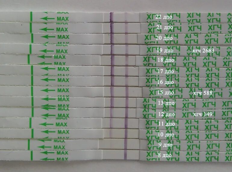 Тест на беременность и тест ХГЧ. Тесты на беременность по дням. Тест на беременность после овуляции. ХГЧ по дням после овуляции. Можно ли забеременеть в овуляцию от смазки