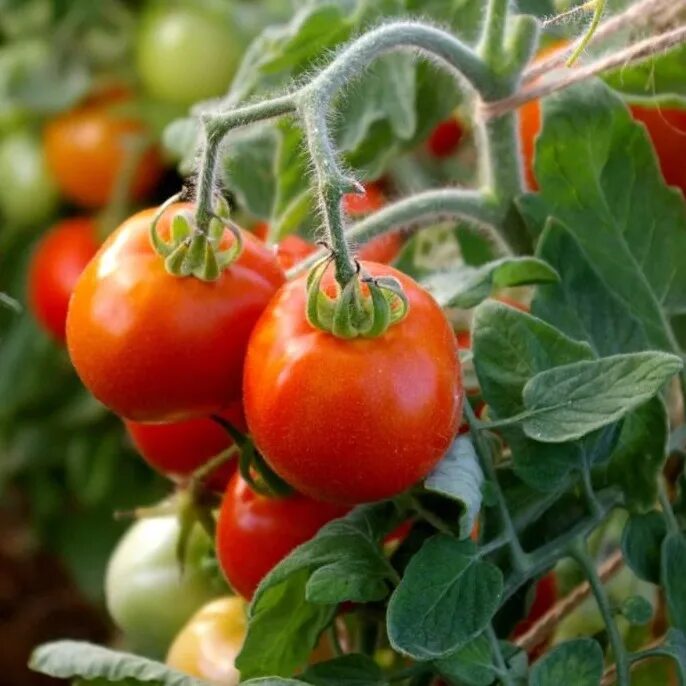 томат пушистик розовый f1. томат розовая катя. томат пушистик розовый f1. семена томат пушистик красный f1 партнер. томат пушистик розовый.