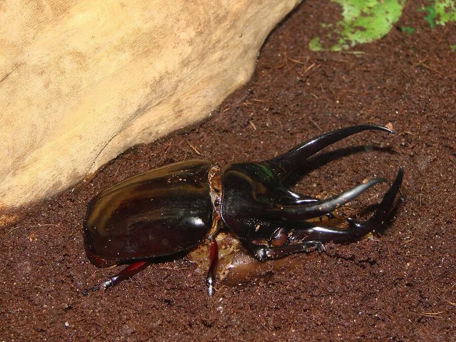 10 Different Types of Beetles Rhino beetle, Beetle insect, Bugs, insects