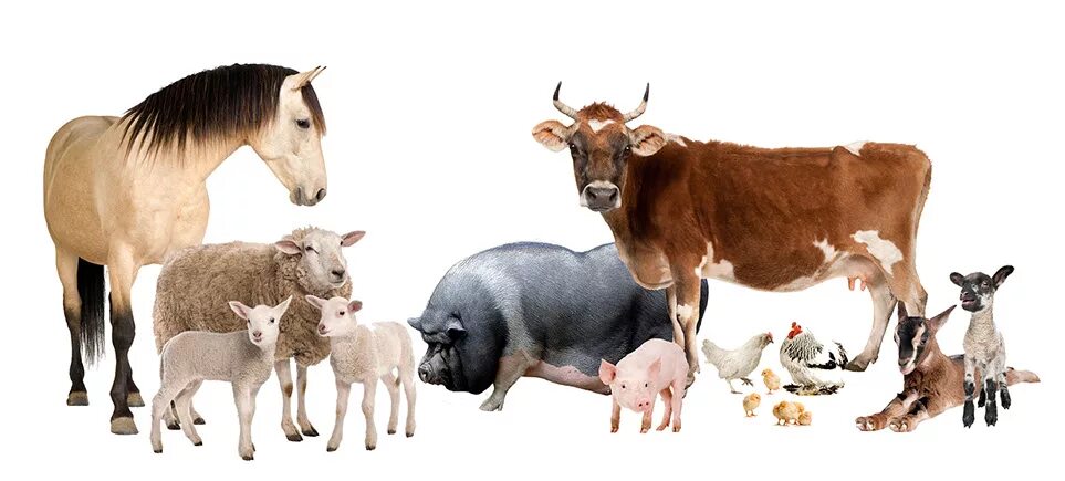 Сельскохозяйственные животные. Домашние сельскохозяйственные животные. Сельскохозяйственные животные и птицы. Корова и овца. Корова коза овца свинья