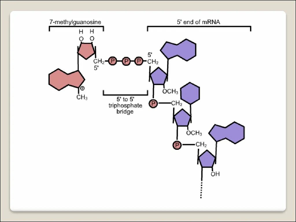 Кэп структура рнк это. Схема метилирования белка. Кэп биология. Кэп-структура на 5-конце мрнк представлена нуклеотидом. Метилгуанозин формула.