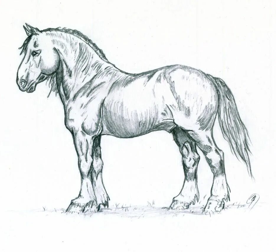 Карандашный набросок 5 букв сканворд. Тяжеловоз Шайр арт. Лошадь рисунок. Наброски лошадей. Лошадь карандашом.