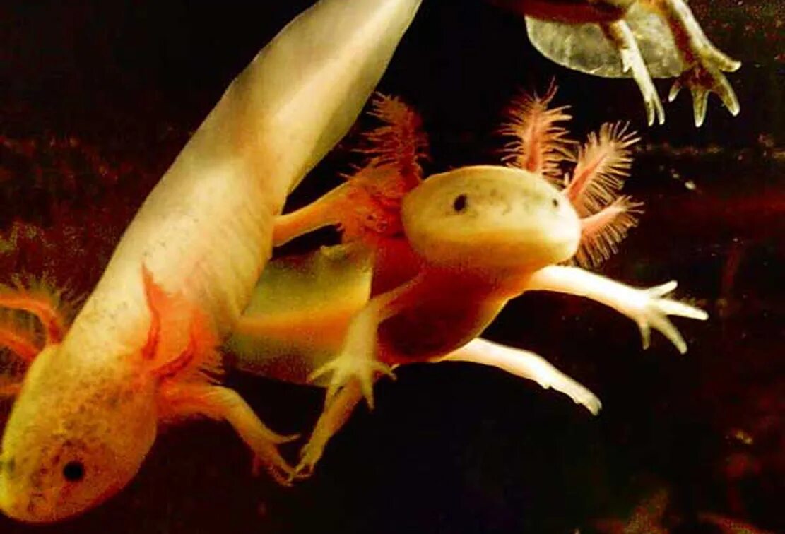 Мексиканский аксолотль. Мексиканская саламандра аксолотль. Аксолотль золотой. Аксолотль агатовый. Как размножать аксолотлей