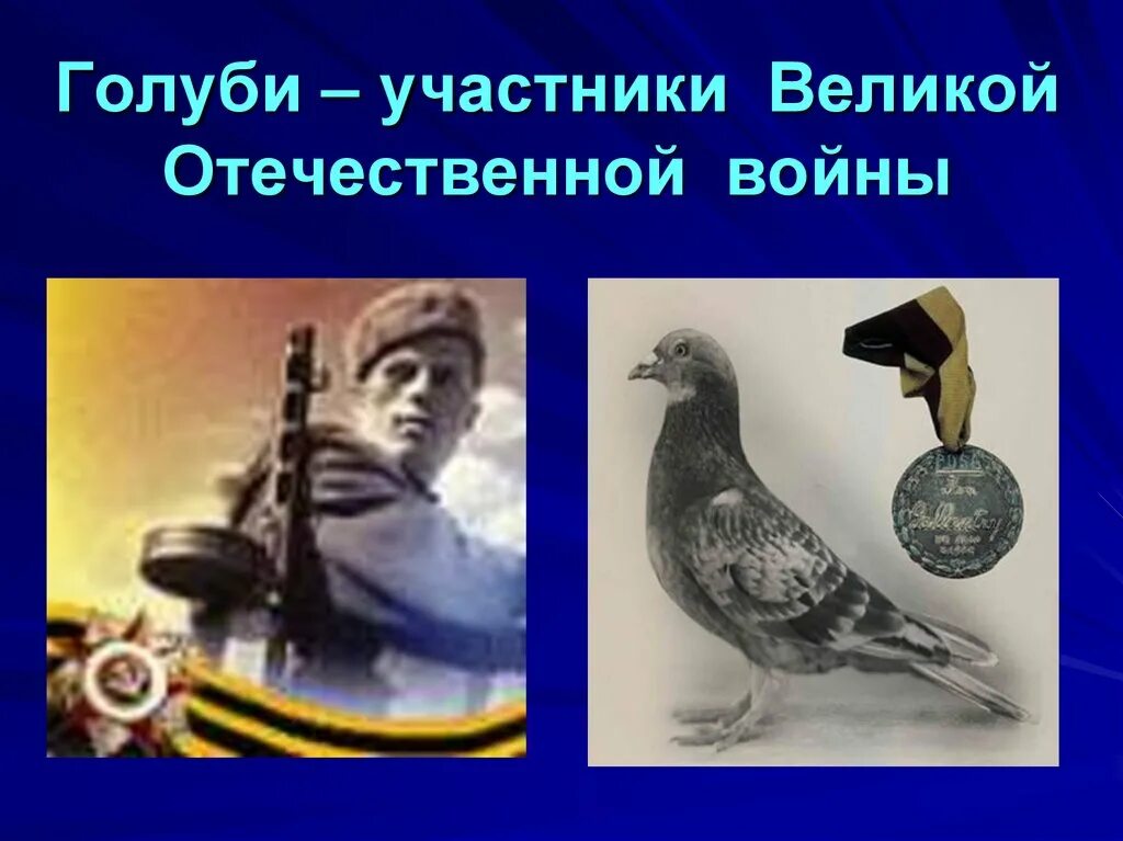 Как использовали голубей