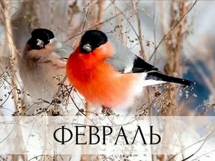 Некоторые птицы зимой