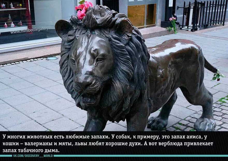 каких запахов боятся собаки. любимый запах собак. эфирные масла и животные. эфирные масла от блох в доме. гигиена собак ежедневная.