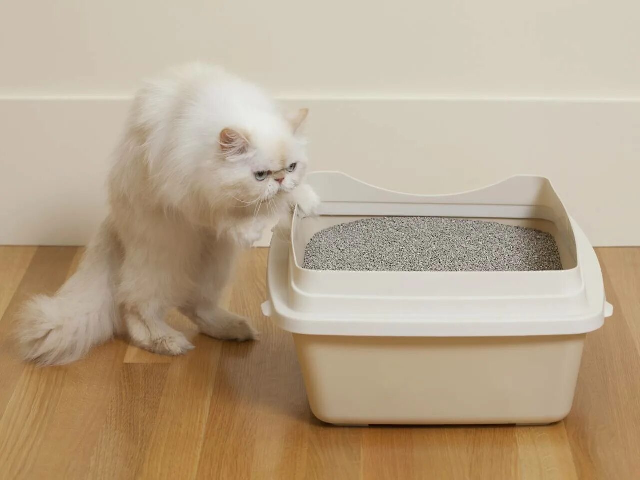 Котенку месяц как приучить к лотку