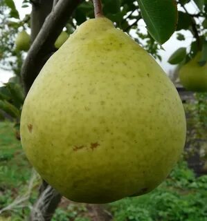 Лучшие сорта груш рейтинг