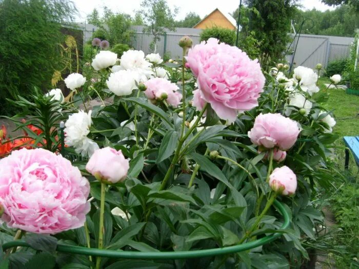 Какой мороз выдерживают пионы весной. Ростки пиона весной. Какой мороз выдерживают пионы весной. Пион росточки. Пионы всходят.