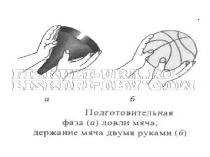 Как подразделяется ловля мяча в баскетболе