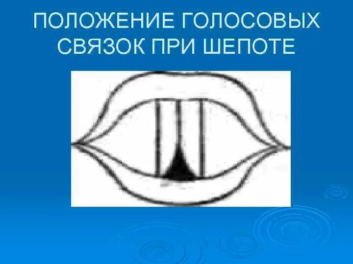 Положение голосовых связок при шепоте. Положение голосовых связок при фальцете. Голосовые связки при шепоте. Голосовые связки рисунок.