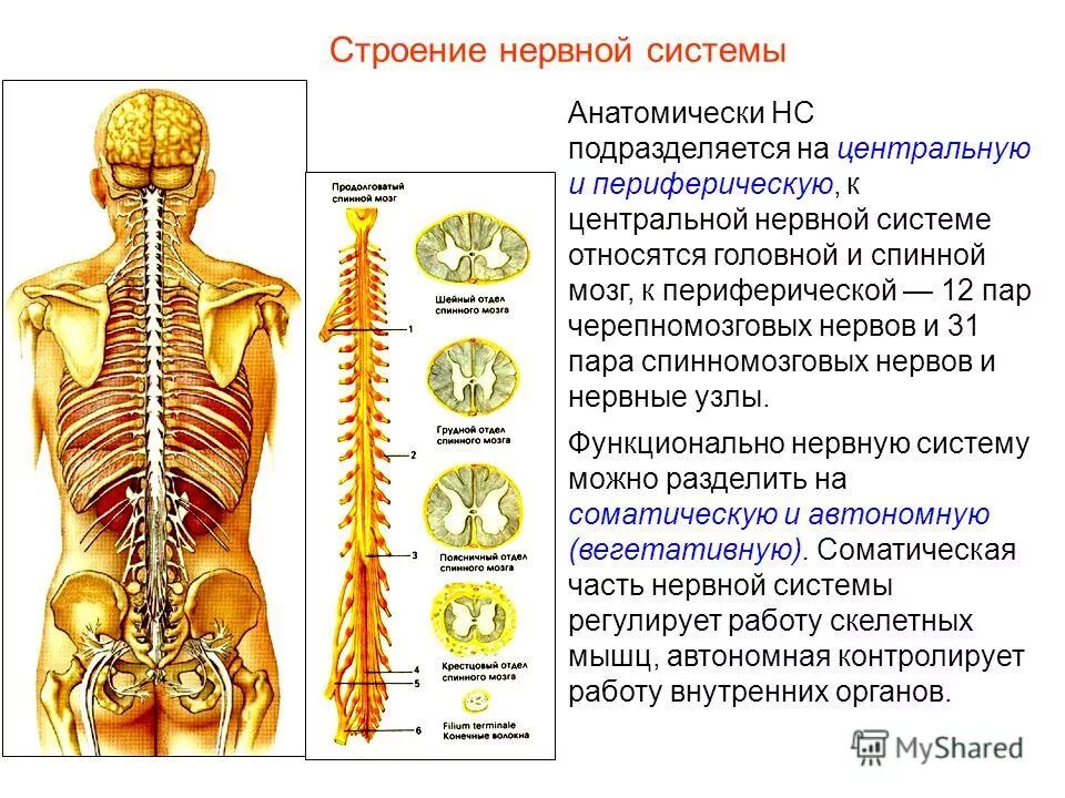 Структуры относящиеся к центральной