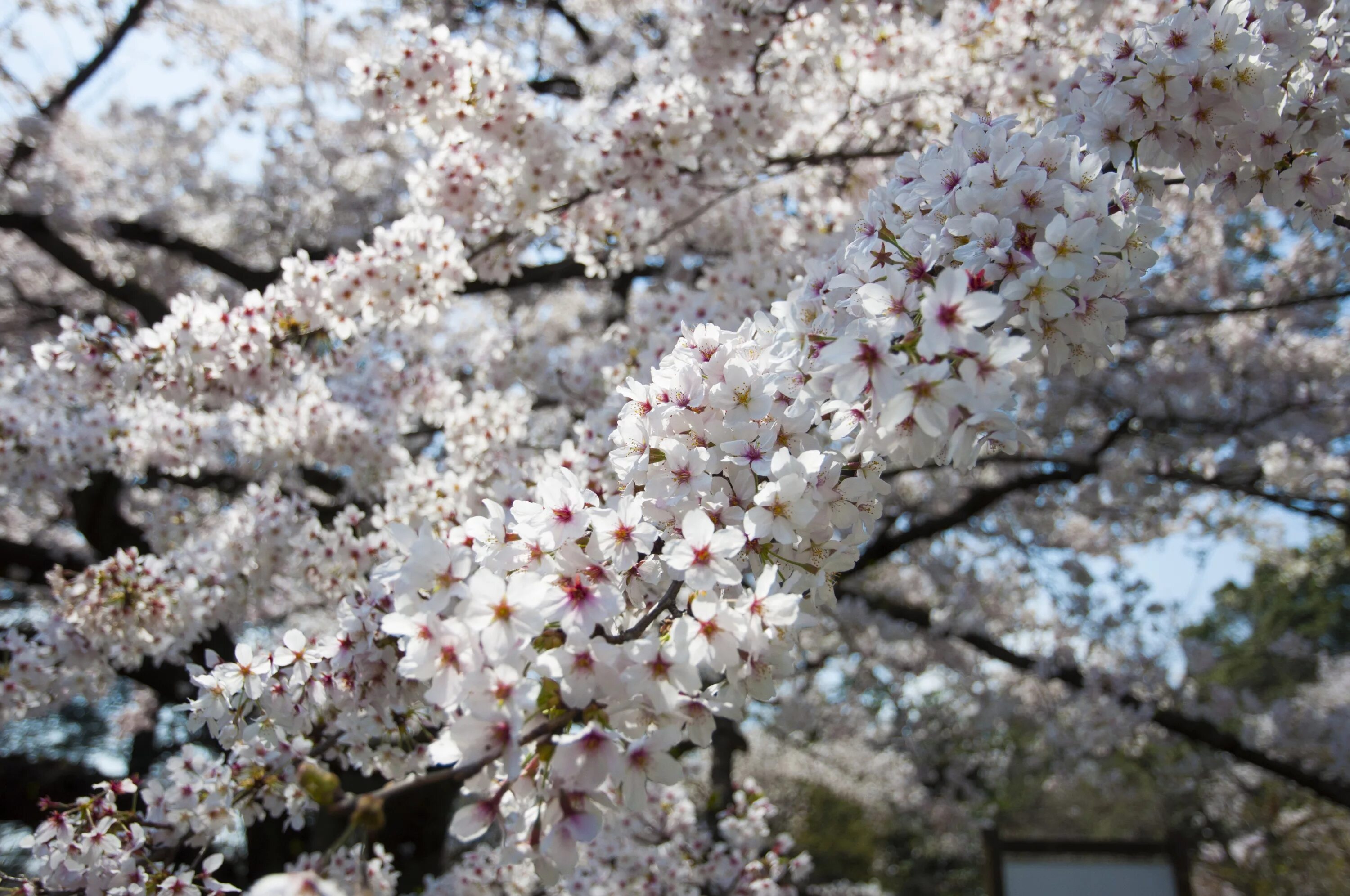 Цветение вишни фото. Вишня дерево цветение. Цветение вишни в Японии. Вишни в цвету. Сакура цветет.