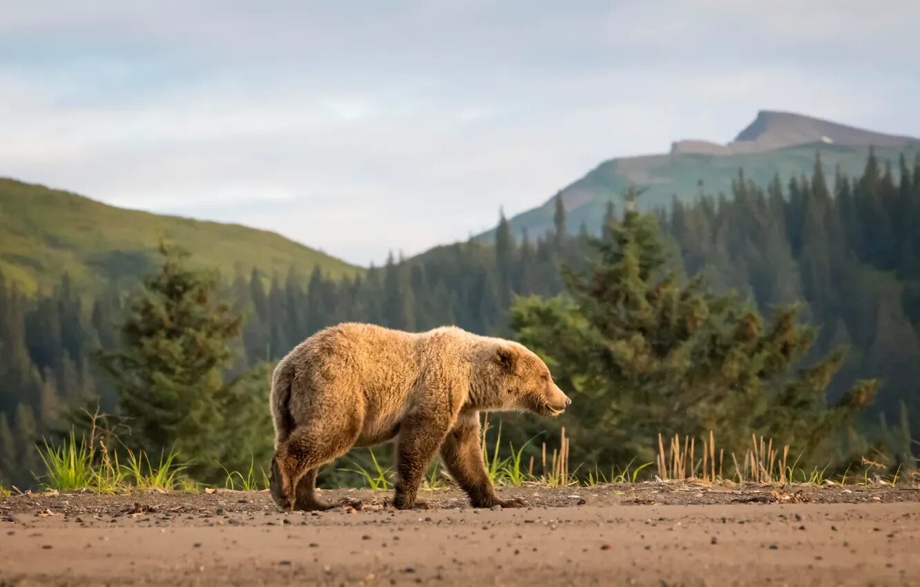Bears walk