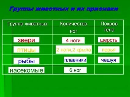 Классы животных примеры каждого класса Представители каждого класса животных