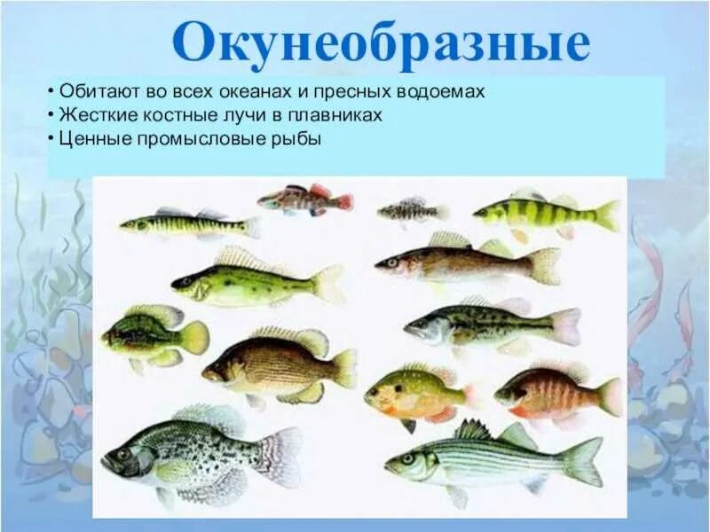 Окунеобразные рыбы представители. Рыба отряда окунеобразных. отряд окунеобразные представители. класс костные рыбы отряды окунеобразные. отряд окунеобразные рыбы представители.