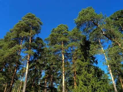 Дерево в гусь хрустальном