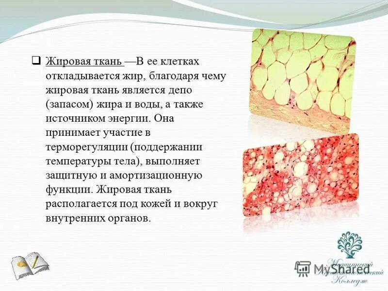 Тип клеток жировой ткани. Клетки жировой ткани. Жировая ткань животных. Белая жировая ткань строение. Жировая ткань животных.