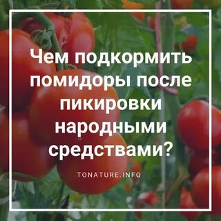 Сколько раз удобрять помидоры