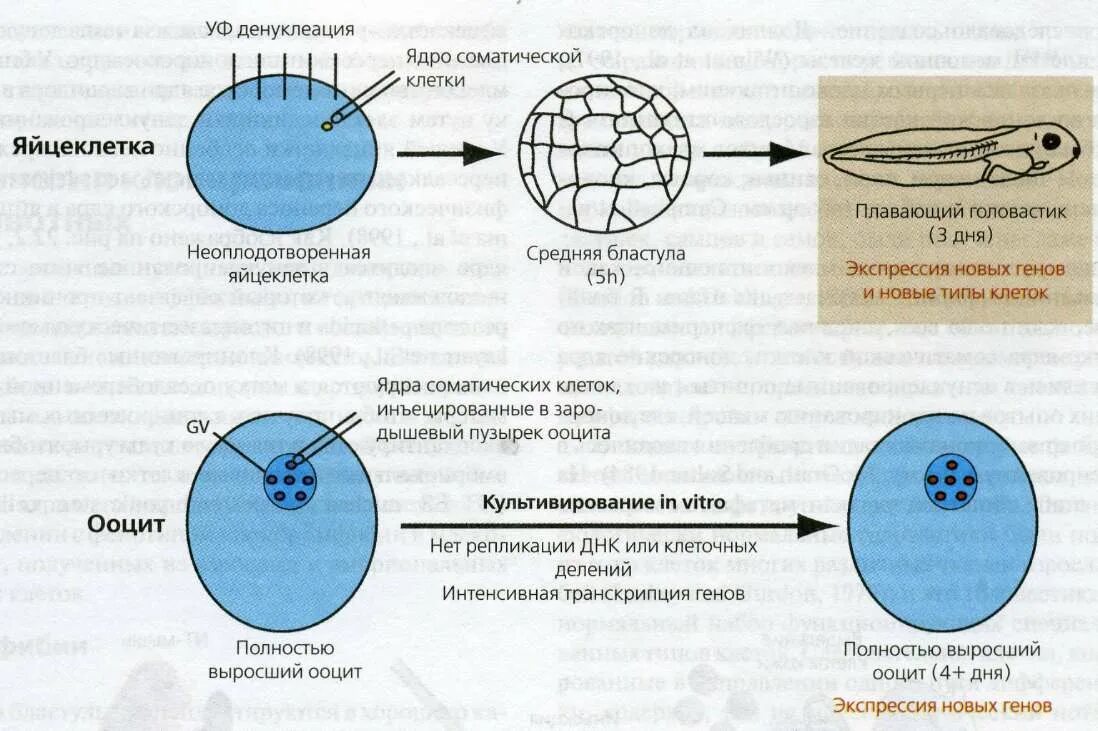 Извлечение соматического ядра клетки