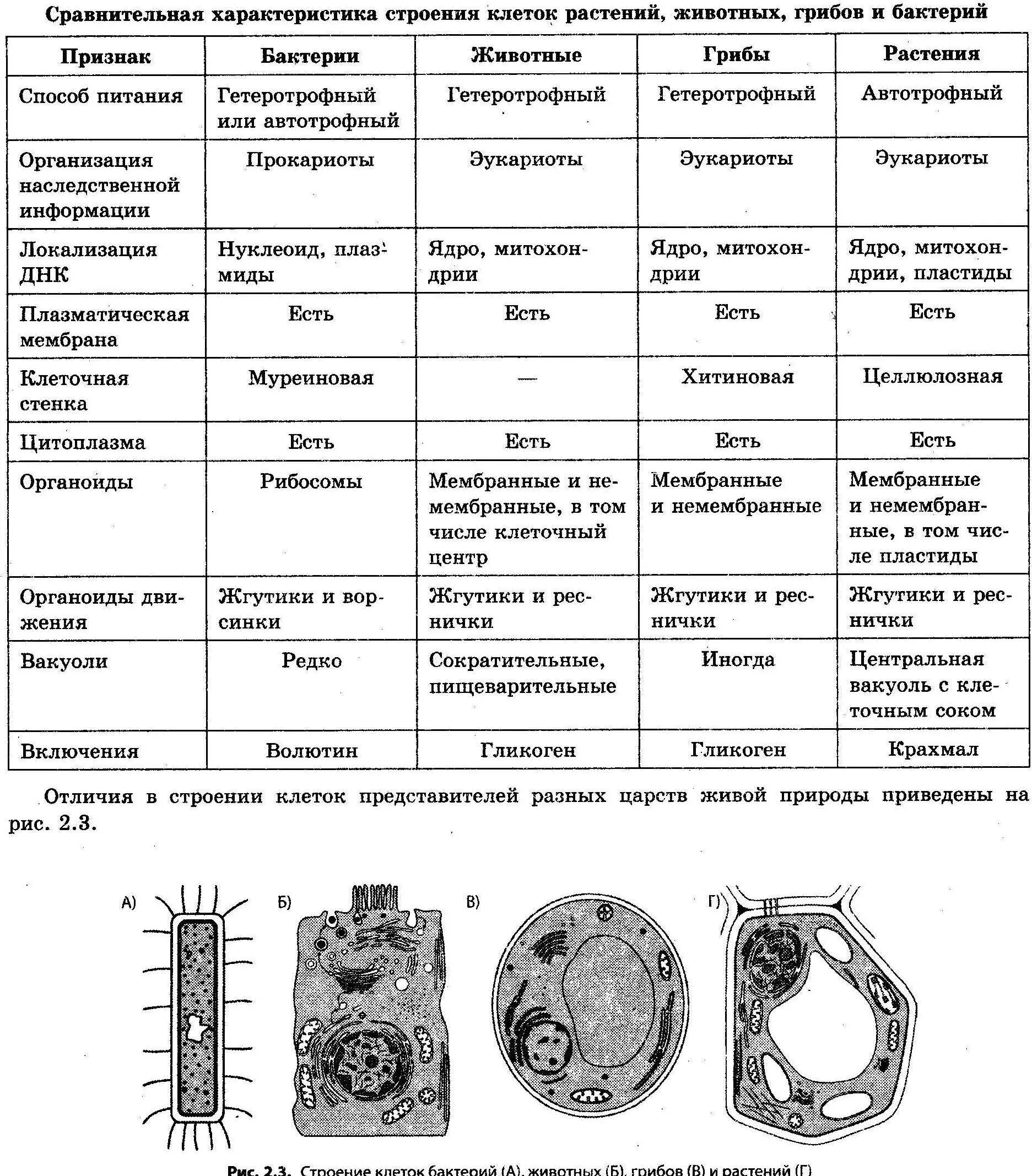 Строение клеток растений животных грибов и бактерий. Таблица органоидов клеток грибов, бактерий, растений и животных. Сравнение клеток эукариот растения животные грибы таблица. Строение клеток растений животных грибов и бактерий таблица.