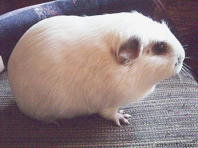 Магнитный пазл 27x18см."Морская свинка, грызун, cavy" на холодильник - купить по