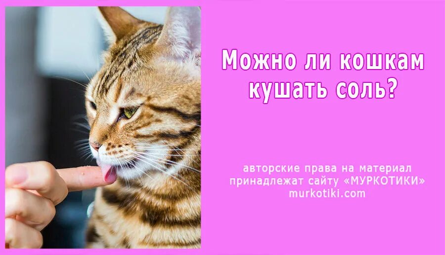 Кошкам можно соленое