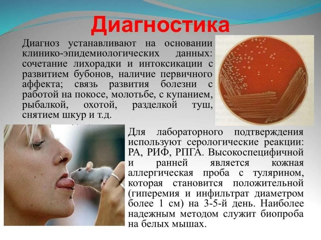 Мышиная лихорадка симптомы и лечение. Болезнь мышиная лихорадка. мышиная лихорадка симптомы. мышиная болезнь симптомы. туляремия презентация.