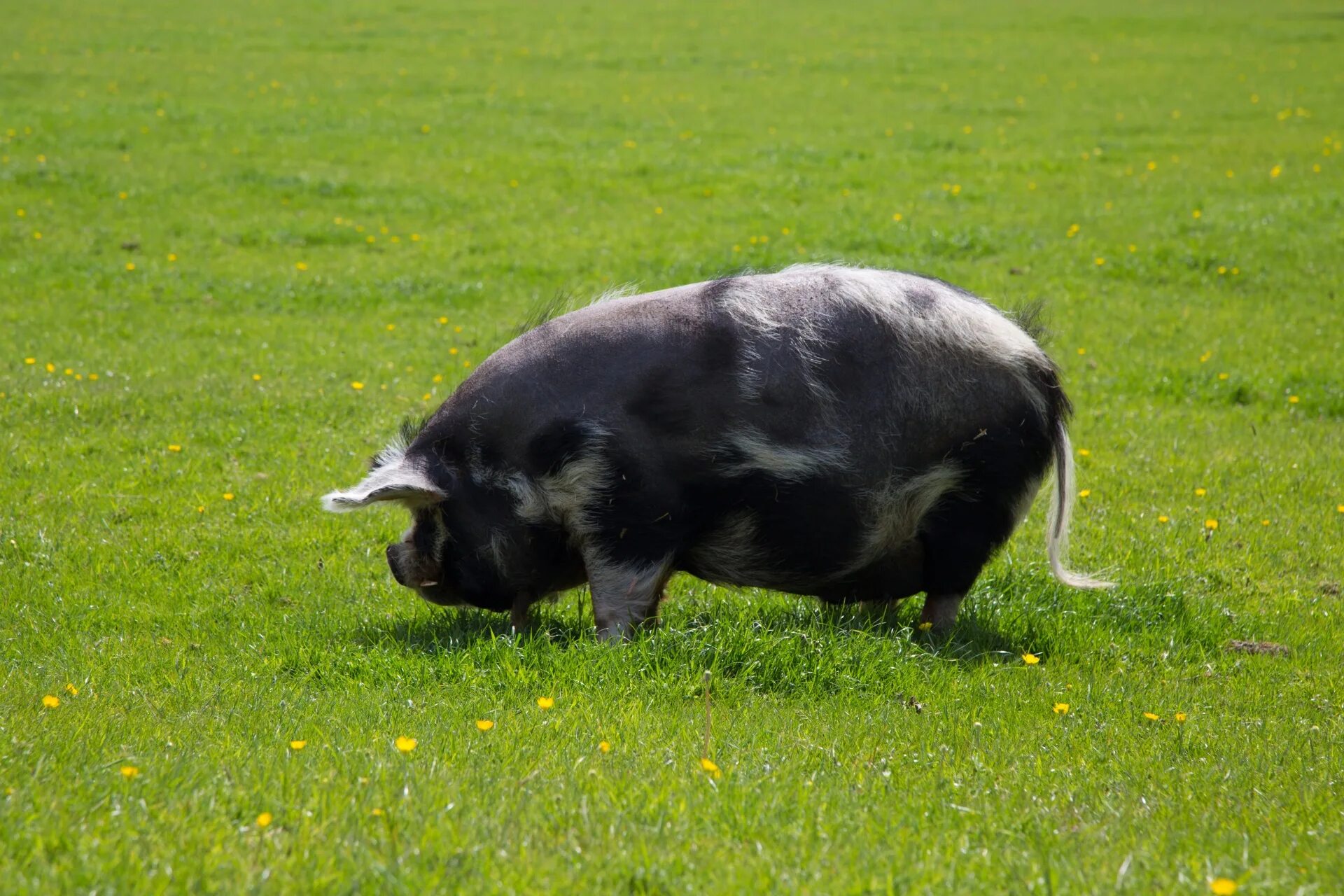 Зеленая свинья. Бываю свиньи зеленые. Новозеландская свинья фото. Фото зеленой свиньи. Купить зеленую свинку